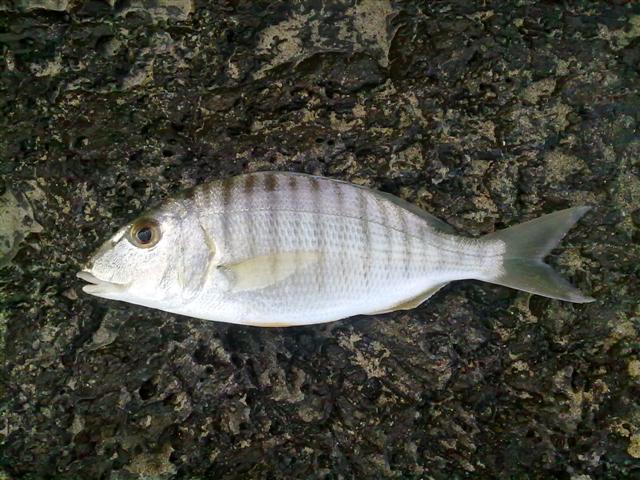 Lithognathus mormyrus (Linnaeus, 1758)